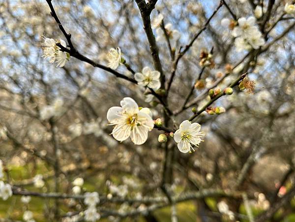 LINE_ALBUM_20220115梅山公園_220119_3.jpg