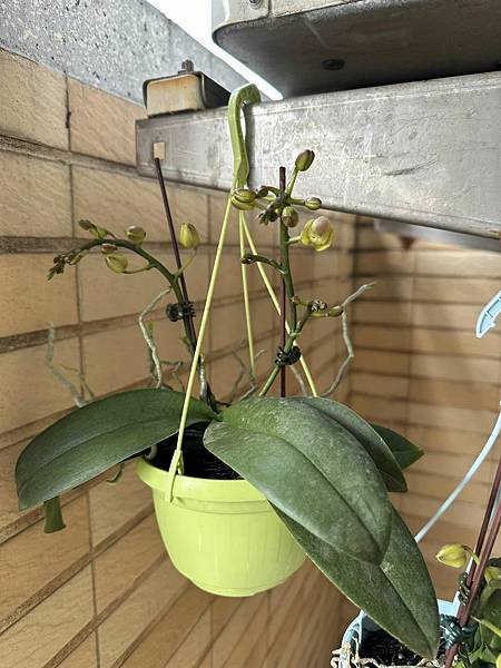 養蘭第四篇-開花了～