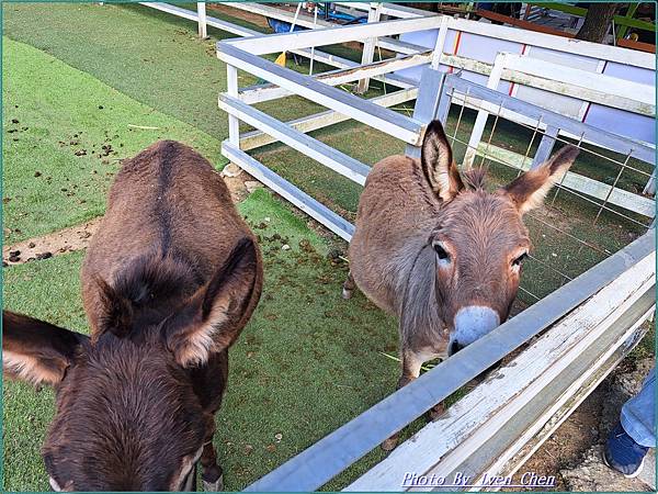 《桃園景點》假日桃園一日遊/親子互動之草泥馬笑笑羊可愛動物出