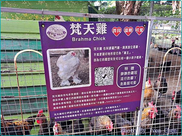 《桃園景點》假日桃園一日遊/親子互動之草泥馬笑笑羊可愛動物出