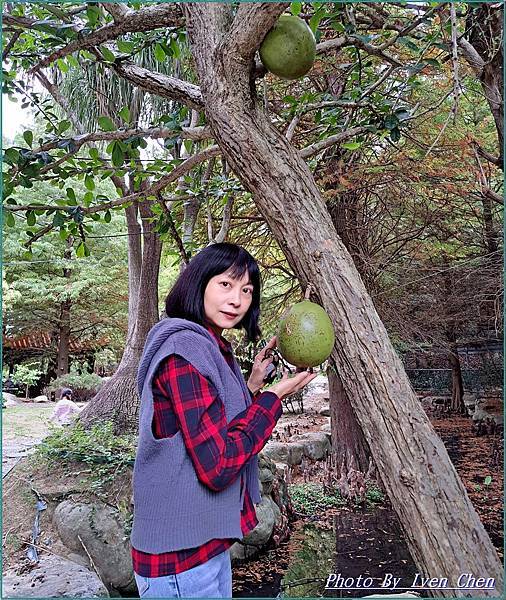 《苗栗景點》日式庭園/免門票/// 『品園日式花園』Iven