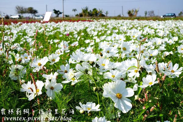 01_雲林莿桐孩沙里花海