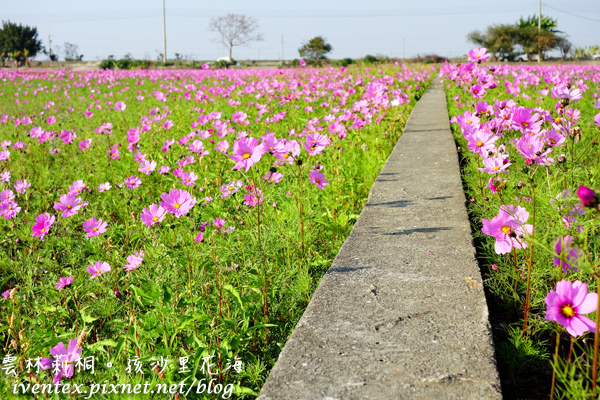 10_雲林莿桐孩沙里花海