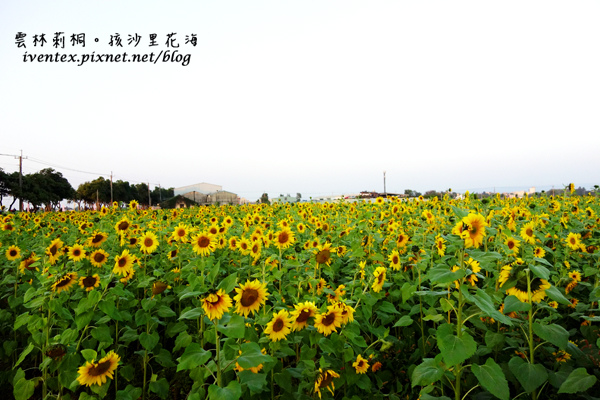 23_雲林莿桐孩沙里花海