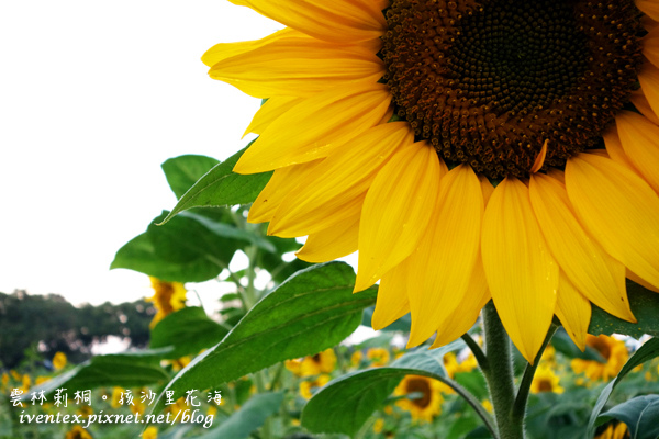 26_雲林莿桐孩沙里花海