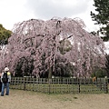 京都御苑