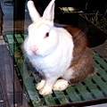 20110928兔子博覽會 049.jpg