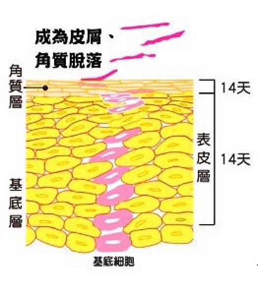 幾歲才要開始保養？什麼是做臉？