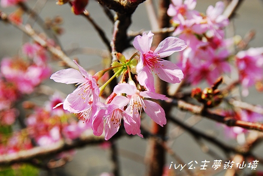 九族日月潭