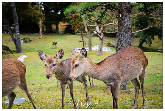 奈良公園