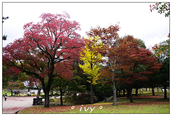 奈良公園