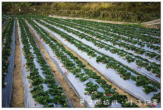 大湖採草莓