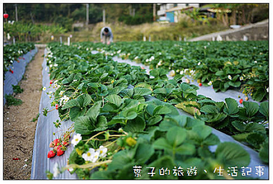 大湖採草莓