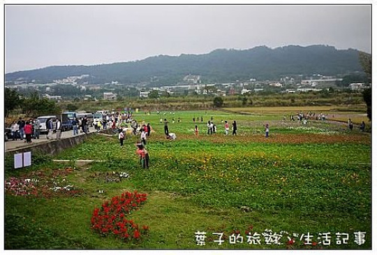 銅鑼杭菊