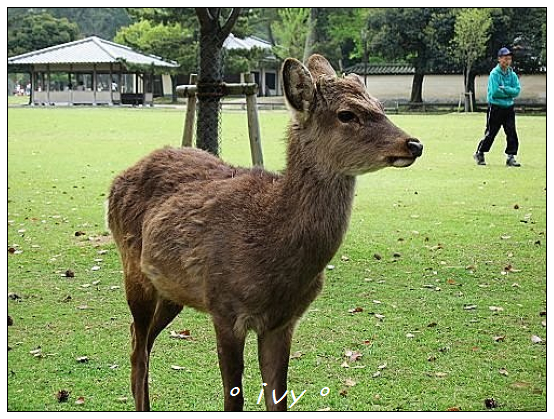 奈良公園