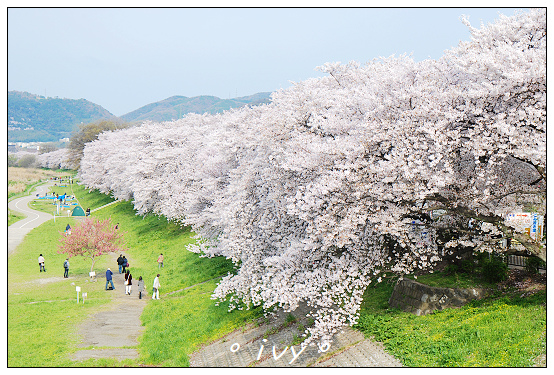 淀川河川公園