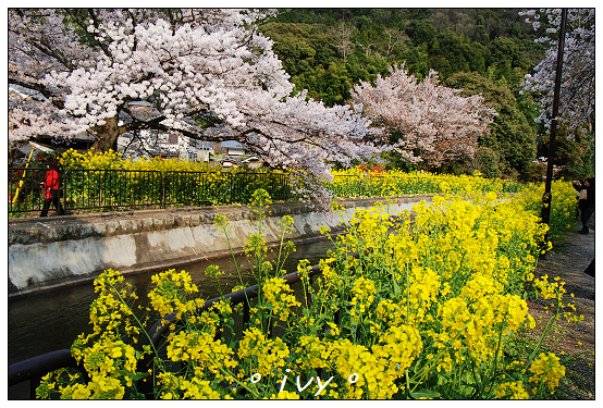 山科疏水