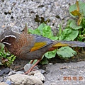 DSC_4258.JPG