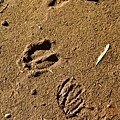 1422458_439123219520597_407630708_n.jpg