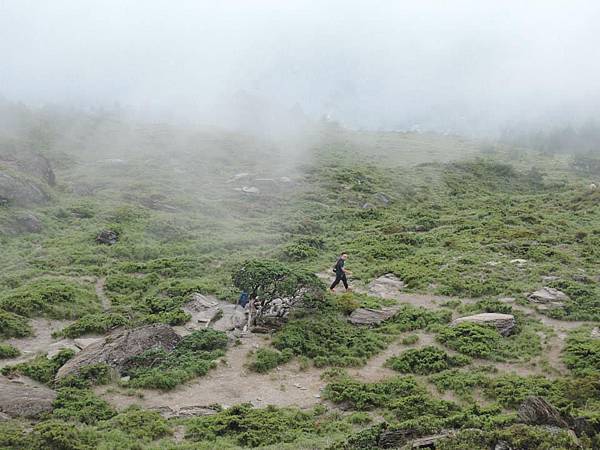 北峰著名的高山圓柏.jpg