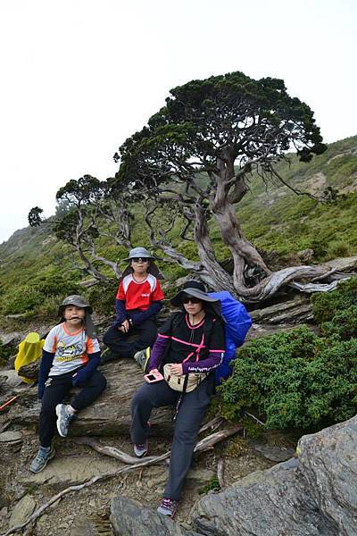 北峰著名的高山圓柏1.jpg