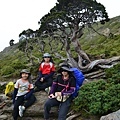 北峰著名的高山圓柏1.jpg