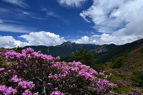 合歡北峰的紅毛杜鵑.jpg