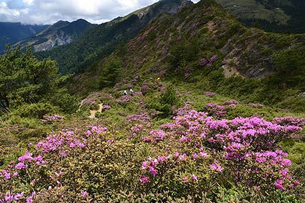 合歡北峰的紅毛杜鵑5.jpg