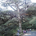 11-29大鐵杉.JPG