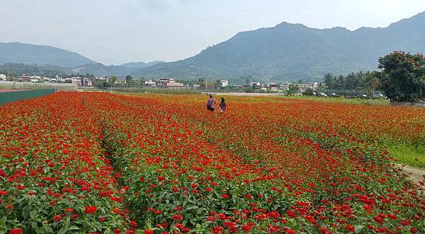 杉林葵花迷宮1.jpg