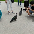 7-8-首里城-7.jpg