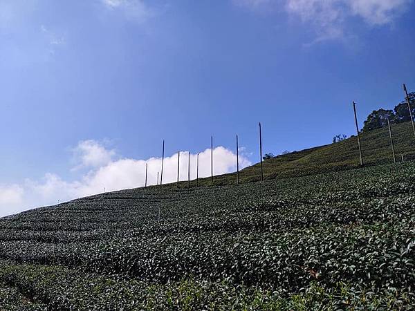 振峰茶園露營區-1.jpg