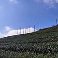 振峰茶園露營區-1.jpg