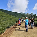 振峰茶園露營區-10.jpg