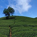 振峰茶園露營區-7.jpg