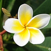 Plumeria_flower