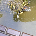 巴西烏龜