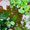 生態池3.jpg