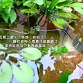 孔雀魚033.jpg