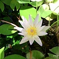 20090627睡蓮 170 (Samsung SGH-F408).jpg