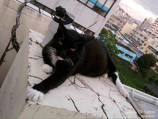 屋頂上的貓.jpg