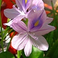 布袋蓮的紫色浪漫