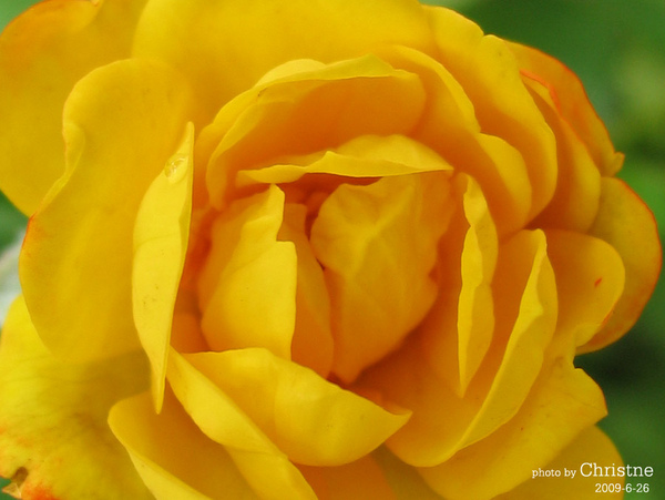 黃玫瑰4.jpg