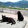 貓吉吉和貓吉弟在平台2