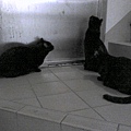 三 黑貓公在屋頂門口