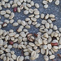 這是咖啡王子自個的咖啡豆~大粒吧~品質也是一等一的.jpg