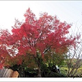 在日本第一顆見到的火紅楓葉(大開心~)