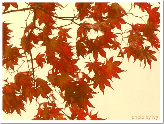 DSC00119 DSC00119