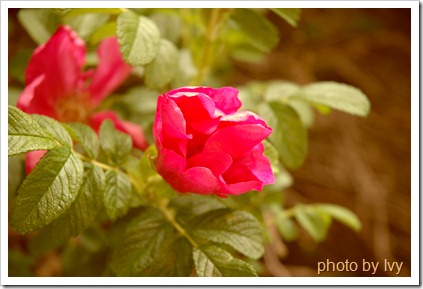 DSC_5609 DSC_5609