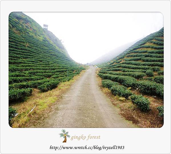 霧濛濛的茶園